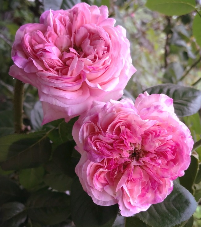 Marianne